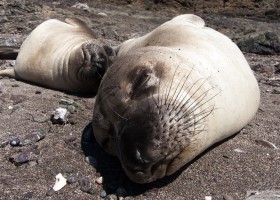 Northern elephant seal (Mirounga angustirostris), San Benitos Island, Pacific Ocean