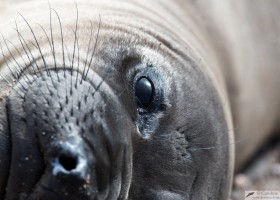 Northern elephant seal (Mirounga angustirostris), San Benitos Island, Pacific Ocean