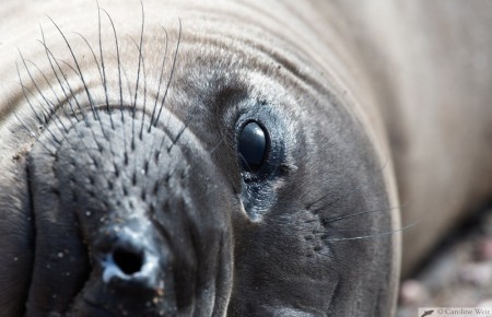 Northern elephant seal (Mirounga angustirostris), San Benitos Island, Pacific Ocean