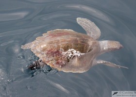 Olive ridley turtle (Lepidochelys olivacea) swimming at the surface