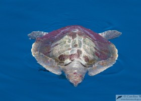 Olive ridley turtle (Lepidochelys olivacea) basking in calm seas