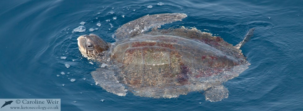 Olive ridley turtle (Lepidochelys olivacea) off Angola, Africa