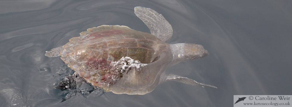 Olive ridley turtle (Lepidochelys olivacea) off Angola, Africa