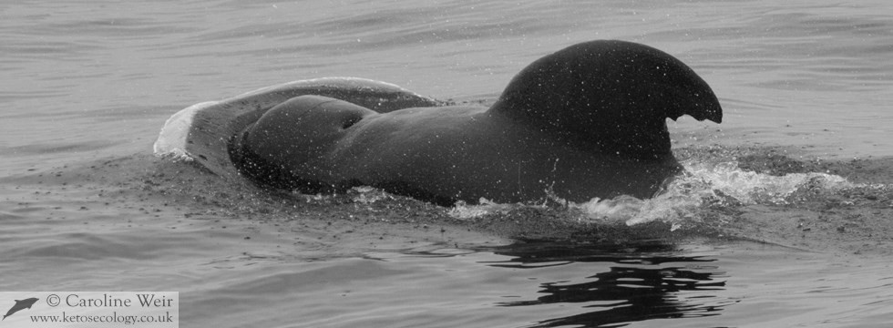 Pilot whale (Globicephala sp.) off Angola, Africa