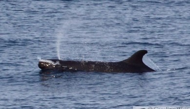 False killer whale (Pseudorca crassidens) offshore of Angola, Africa