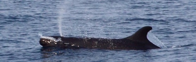 False killer whale (Pseudorca crassidens) offshore of Angola, Africa