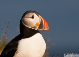 Atlantic puffin (Fratercula arctica), Látrabjarg, Iceland