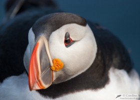 Atlantic puffin (Fratercula arctica), Látrabjarg, Iceland