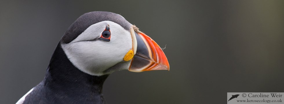 Atlantic puffin (Fratercula arctica) in the Shetland Islands, Scotland, UK