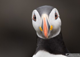 Atlantic puffin (Fratercula arctica), Noss, Shetland, Scotland