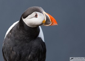 Atlantic puffin (Fratercula arctica), Sumburgh, Shetland, Scotland