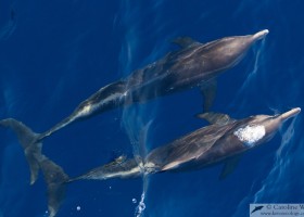 Rough-toothed dolphins (Steno bredanensis) bow-riding