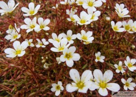 Mossy saxifrage (Saxifraga hypnoides), Iceland