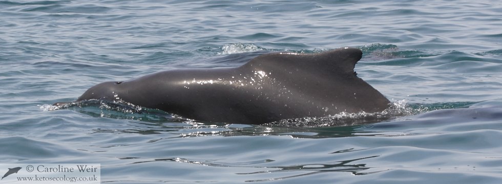 Atlantic humpback dolphin (Sousa teuszii) off Angola, Africa