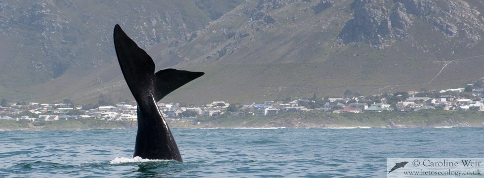 Southern right whale (Eubalaena australis) off South Africa