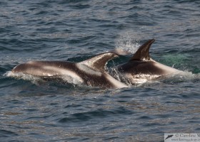 White-beaked dolphins (Lagenorhynchus albirostris), Eyjafjörður, Iceland