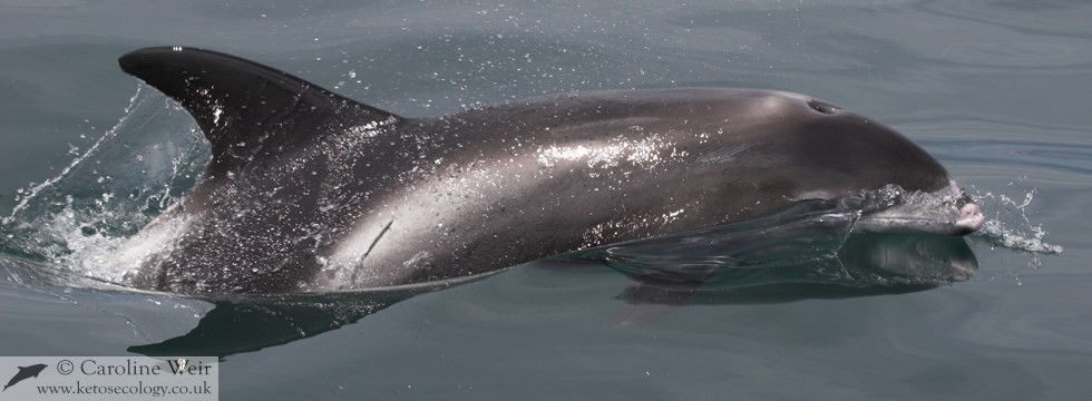 White-beaked dolphin (Lagenorhynchus albirostris) off Aberdeen, Scotland, UK