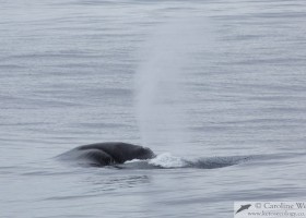 Bowhead whale (Balaena mysticetus) surfacing in Isabella Bay, Baffin Island. (c) Caroline Weir.