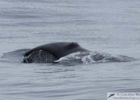 Bowhead whale (Balaena mysticetus), showing the distinctive arched jawline and raised splashguard of this species. Isabella Bay, Baffin Island. (c) Caroline Weir.