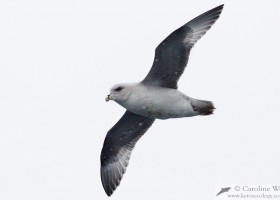 Northern fulmar (Fulmarus glacialis) near Baffin Island. (c) Caroline Weir.