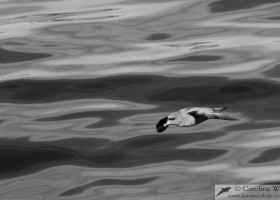 A northern fulmar (Fulmarus glacialis) glides over a glassy sea near Baffin Island. (c) Caroline Weir.