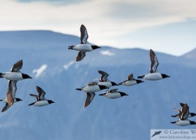 Flock of Brünnich's guillemot (Uria lomvia) returning to the colony at Akpait, Baffin Island. (c) Caroline Weir.