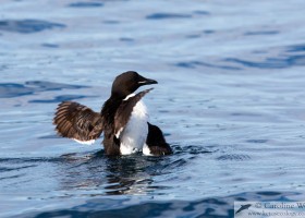 Brünnich's guillemot (Uria lomvia) with chick stretching its wings near the colony at Akpait, Baffin Island. (c) Caroline Weir.