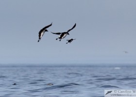 Brünnich's guillemot (Uria lomvia) chick (escorted by parent) gliding to the sea after jumping from the cliff at Akpait, Baffin Island. (c) Caroline Weir.