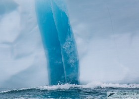 Blue and white. Iceberg at Akpait, Baffin Island. (c) Caroline Weir.