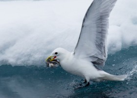 Kittiwake (Rissa tridactyla) catching fish in the sea ice, Lancaster Sound. (c) Caroline Weir.