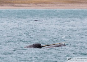 Tusk of a narwhal (Monodon monoceros). Milne Inlet, Baffin Island. (c) Caroline Weir.