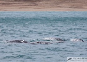Pod of narwhal (Monodon monoceros) travelling along the coast (some with healed bullet wounds). Milne Inlet, Baffin Island. (c) Caroline Weir.