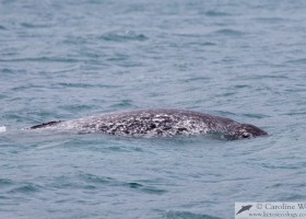 Adult narwhal (Monodon monoceros) showing characteristic mottled colouration and dorsal ridge. Milne Inlet, Baffin Island. (c) Caroline Weir.