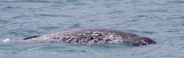 Adult narwhal (Monodon monoceros) showing characteristic mottled colouration and dorsal ridge. Milne Inlet, Baffin Island. (c) Caroline Weir.