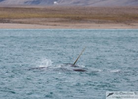 Pod of narwhal (Monodon monoceros) including raised tusk. Milne Inlet, Baffin Island. (c) Caroline Weir.