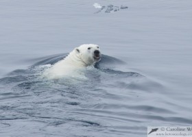 Polar bear (Ursus maritimus) swimming along the ice edge, Baffin Island. (c) Caroline Weir.