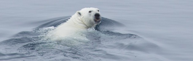 Polar bear (Ursus maritimus) swimming along the ice edge, Baffin Island. (c) Caroline Weir.