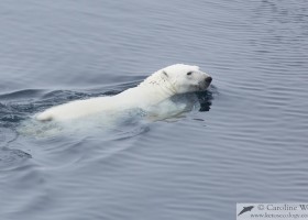 Polar bear (Ursus maritimus) swimming at sea, Baffin Island. (c) Caroline Weir.