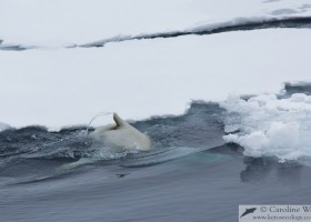 Polar bear (Ursus maritimus) diving under pack ice, Baffin Island. (c) Caroline Weir.