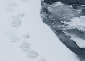 Polar bear (Ursus maritimus) prints, Baffin Island. (c) Caroline Weir.