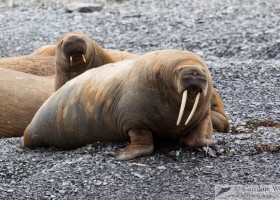 Walrus (Odobenus rosmarus) hauled out at Maxwell Bay, Devon Island. (c) Caroline Weir.