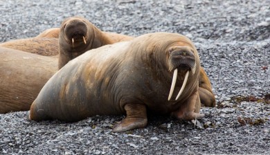 Walrus (Odobenus rosmarus) hauled out at Maxwell Bay, Devon Island. (c) Caroline Weir.