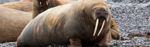 Walrus (Odobenus rosmarus) hauled out at Maxwell Bay, Devon Island. (c) Caroline Weir.