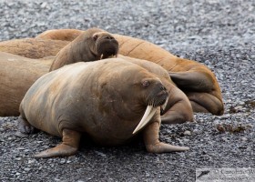 Walrus (Odobenus rosmarus) showing characteristic bloodshot eyes, pale vibrissae and tusks. Maxwell Bay, Devon Island. (c) Caroline Weir.