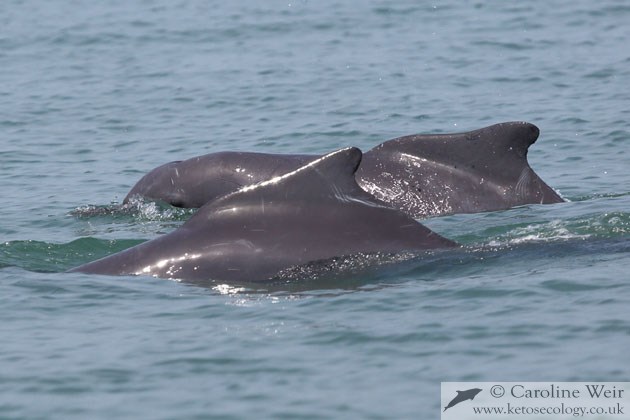 Atlantic humpback dolphins in Guinea.