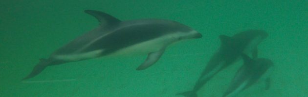 Dusky dolphin lifespan
