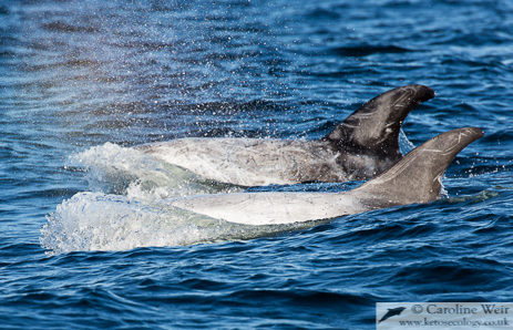 Risso's dolphins travelling near the Isle of Lewis, UK. 