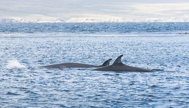 (c) Caroline Weir / Falklands Conservation