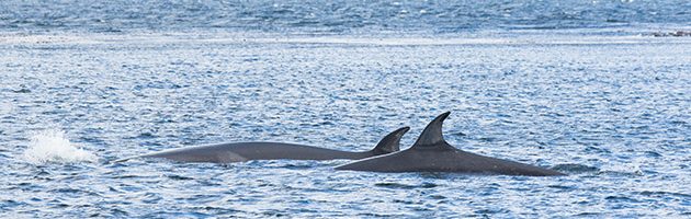 (c) Caroline Weir / Falklands Conservation