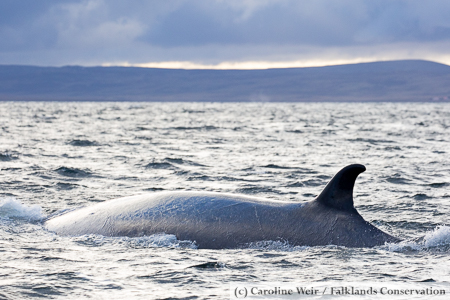 Sei whale surfacing in Berkeley Sound, Falkland Islands.